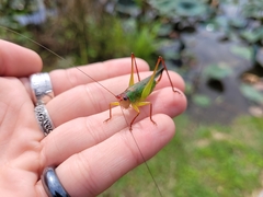 Orchelimum pulchellum