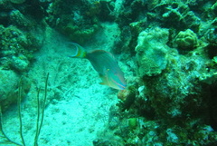 Sparisoma viride