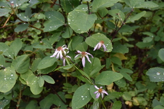 Eucephalus engelmannii