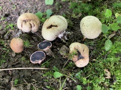 Scleroderma areolatum