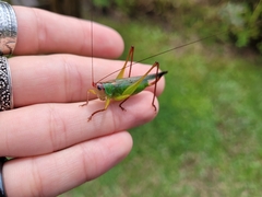 Orchelimum pulchellum