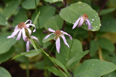 Eucephalus engelmannii