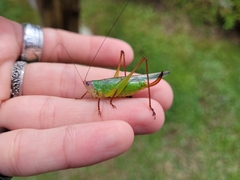 Orchelimum pulchellum