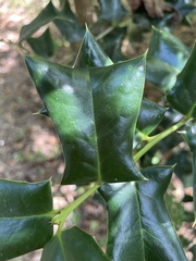 Ilex cornuta