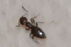 Brachymyrmex