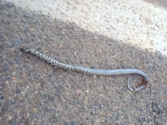 Zamenis scalaris