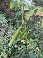 Campsis