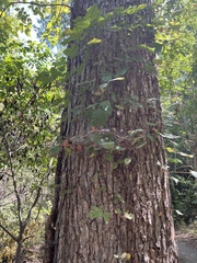 Carya texana