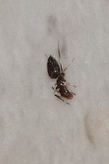 Brachymyrmex