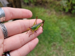 Orchelimum pulchellum