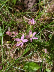 Centaurium erythraea