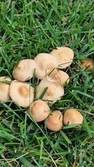 Marasmius oreades