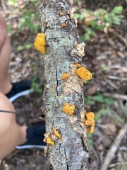 Tremella mesenterica