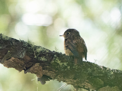 Muscicapa ferruginea