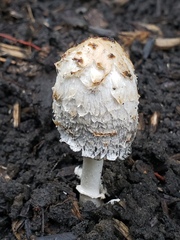 Coprinus comatus
