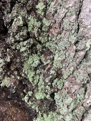 Cladonia ochrochlora