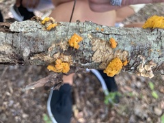 Tremella mesenterica