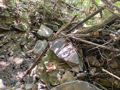 Lanatulae
