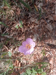 Colchicum