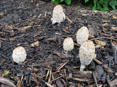 Coprinus comatus