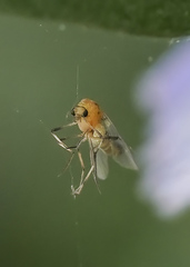 Chironomidae