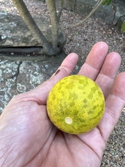 Cucumis melo