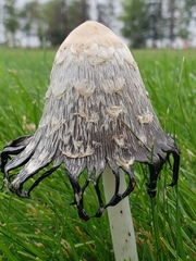 Coprinus comatus