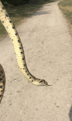 Pituophis catenifer deserticola