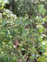 Verbena brasiliensis