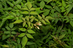 Jasminum officinale