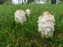 Coprinus comatus