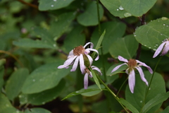 Eucephalus engelmannii