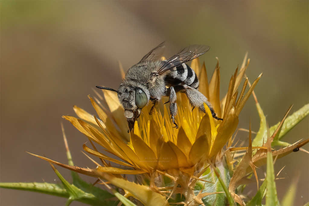 Amegilla albigena