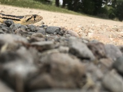 Pituophis catenifer deserticola