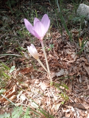 Colchicum