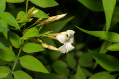 Jasminum officinale