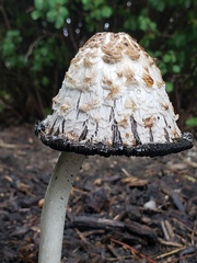 Coprinus comatus