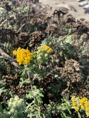 Eriophyllum staechadifolium