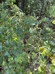 Verbena brasiliensis
