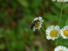 Erigeron philadelphicus