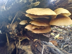 Crepidotus