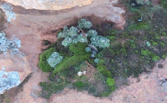 Crassula tomentosa