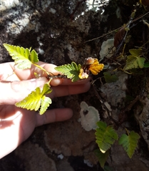 Davallia repens