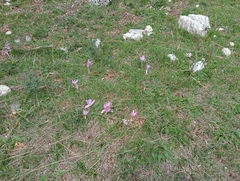 Colchicum
