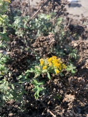 Eriophyllum staechadifolium