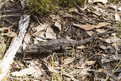Pogona barbata