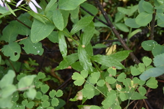 Eucephalus engelmannii