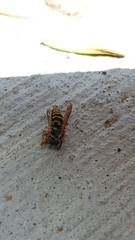Vespula atropilosa