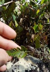Davallia repens