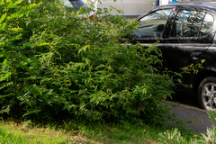 Jasminum officinale